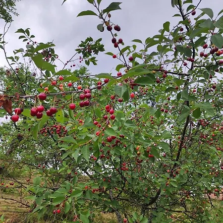 Dom Pod Jabloniami Lukowica